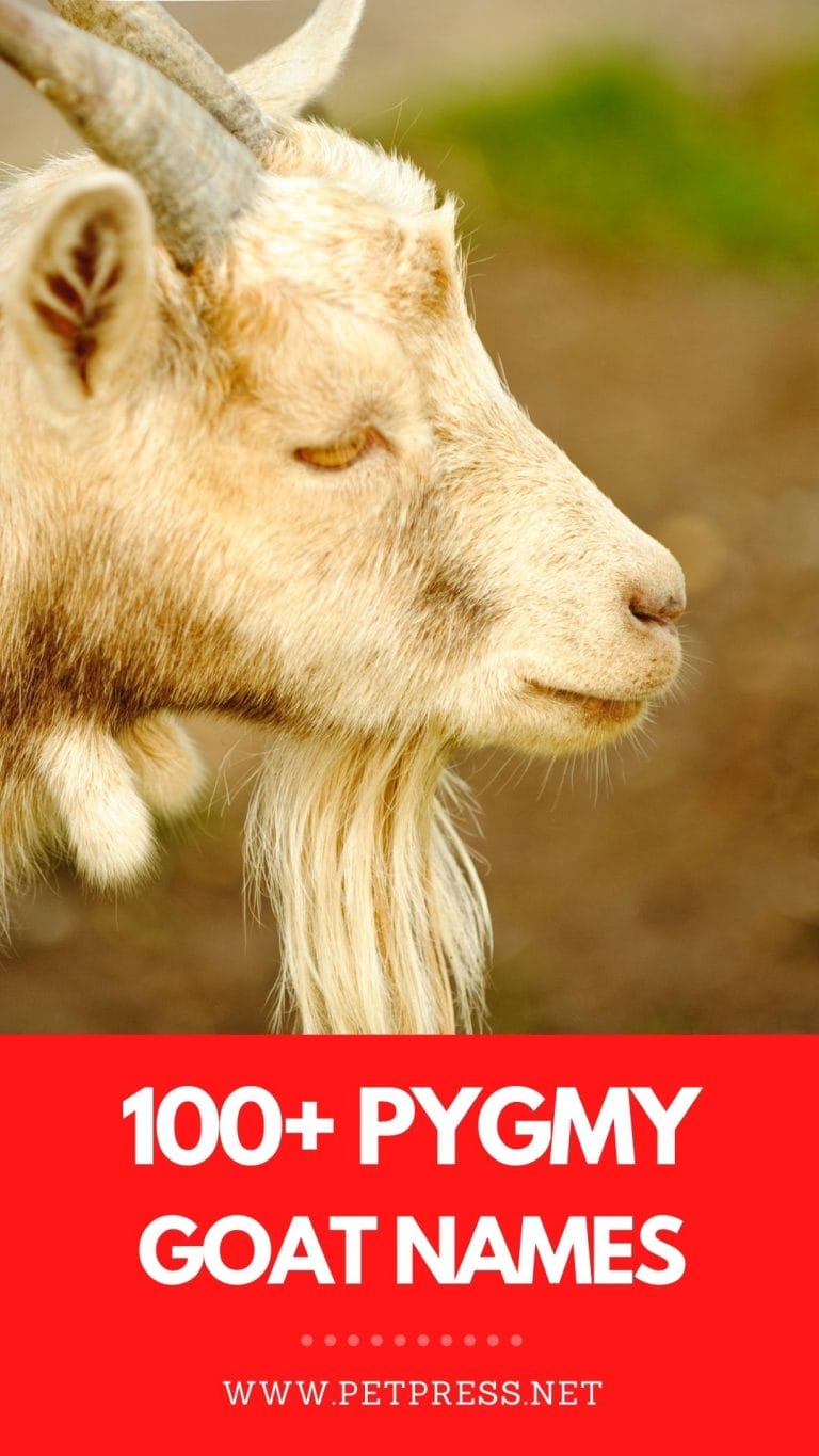 100 Pygmy Goat Names The Ultimate List Of Names For Pygmy Goats