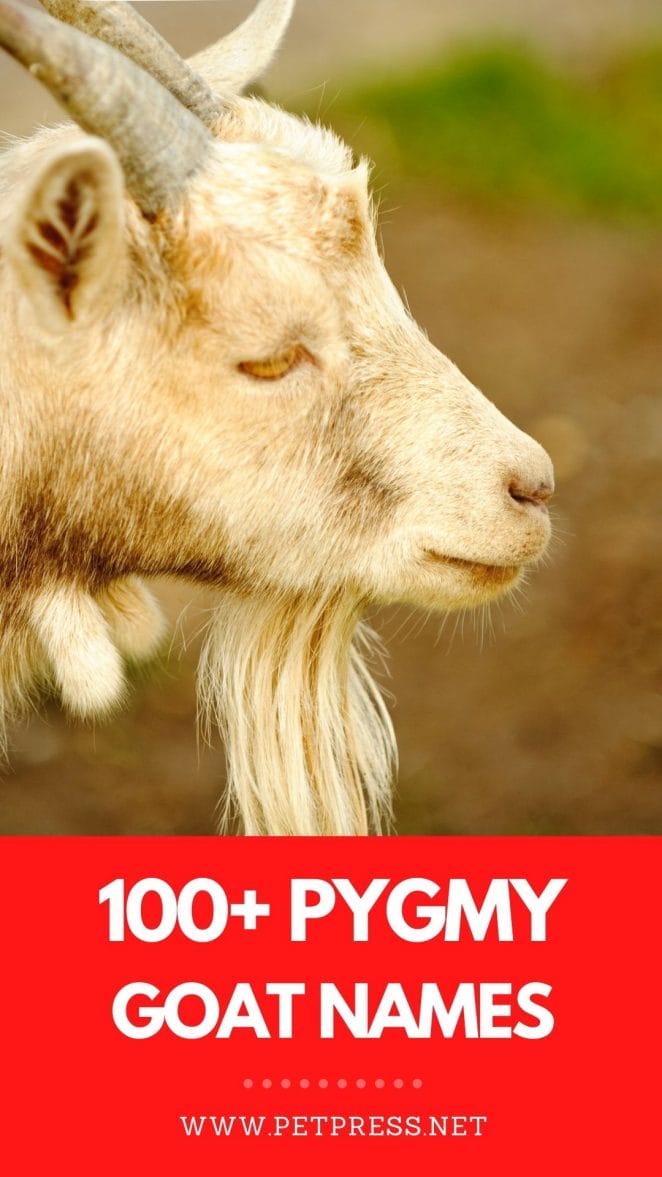 pygmy goat names