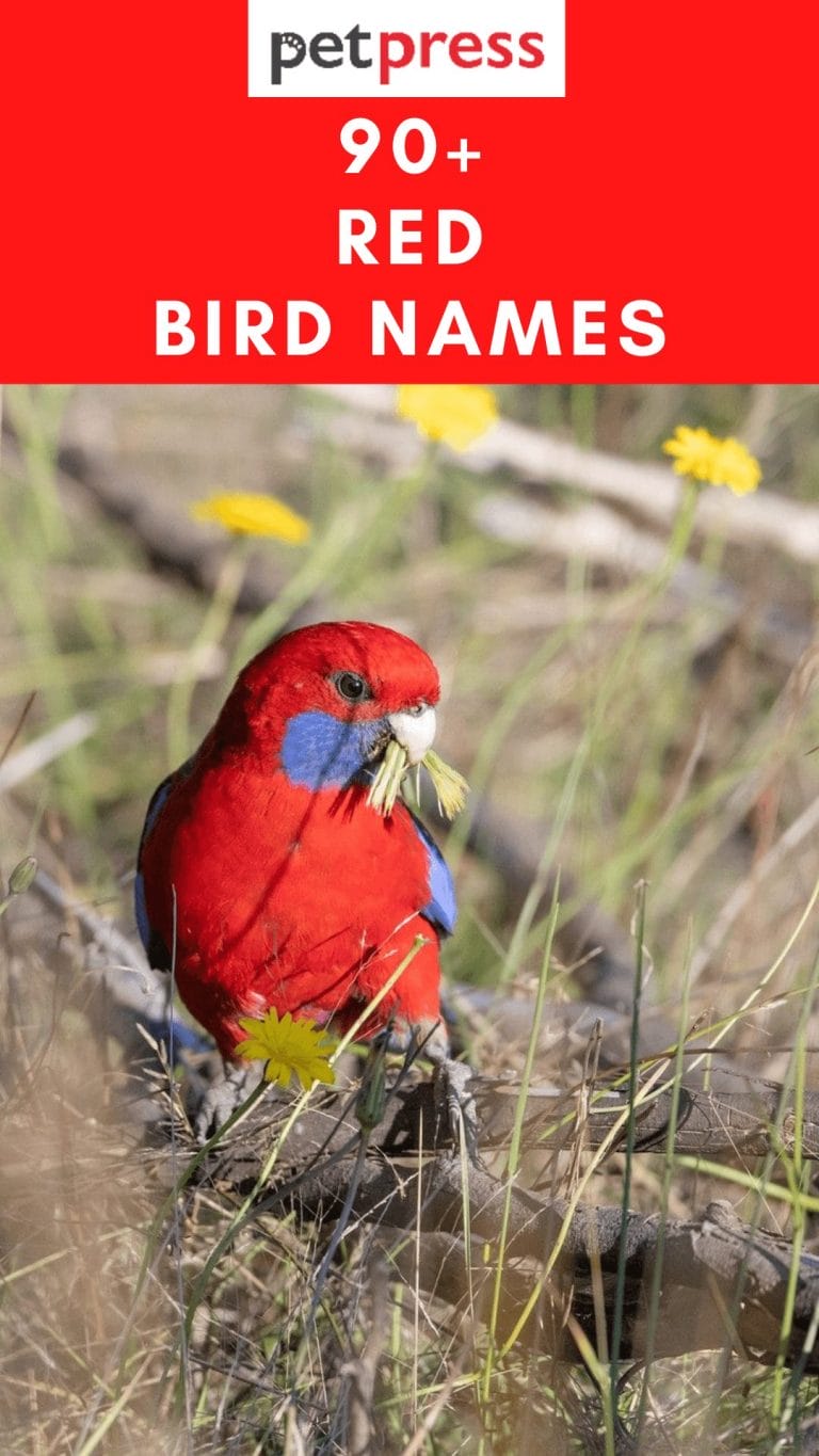 90+ Red Bird Names - Cute Name Ideas For Your Red Pet Bird