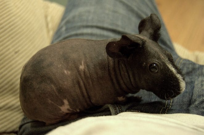 unique-hairless-guinea-pig-names