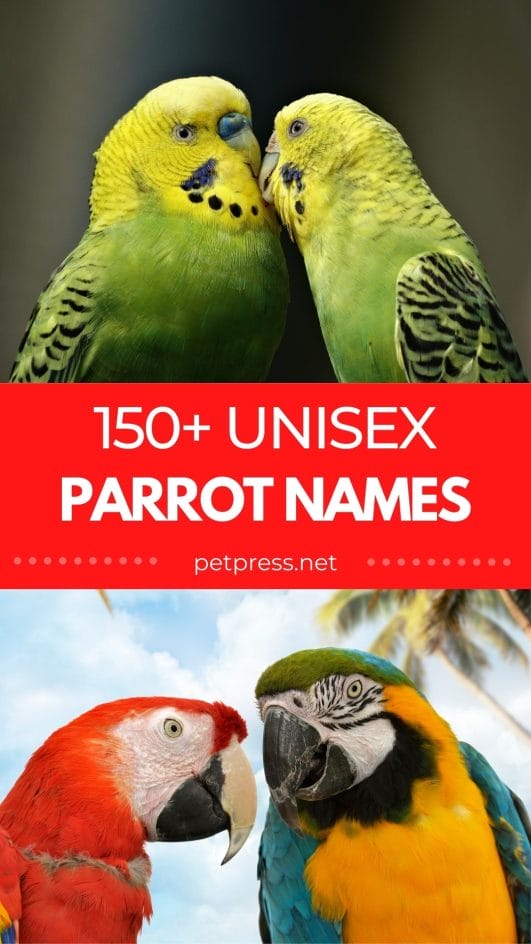 Top 150+ Unisex Parrot Names Unisex Names for a New Pet Parrot