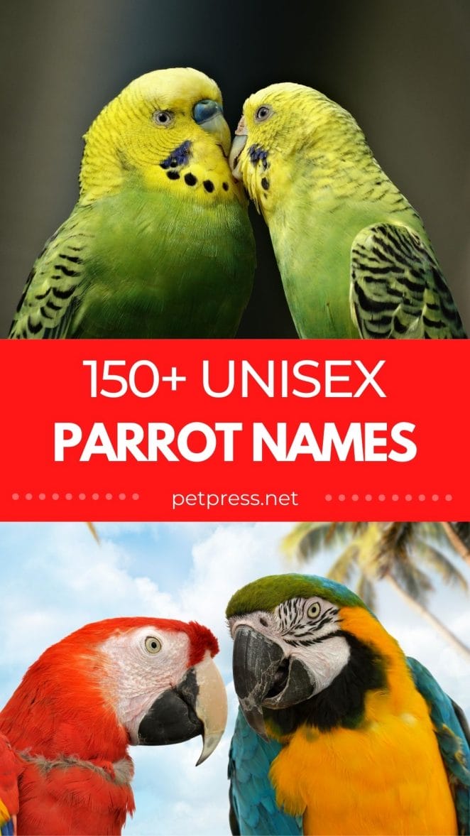 unisex parrot names