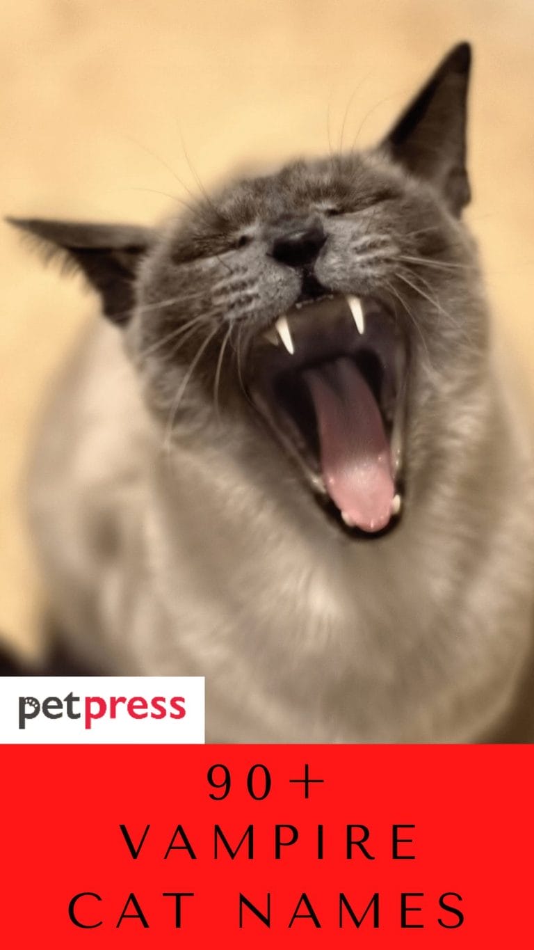 90+ Vampire Inspired Cat Names For Your Scary Pet Kitten