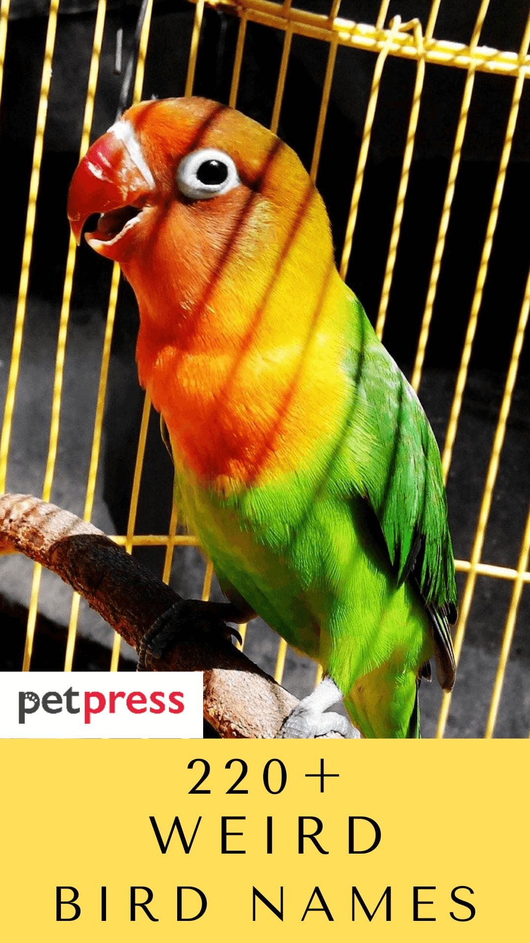 220+ Weird Bird Names For Your Unique Feathered Friend