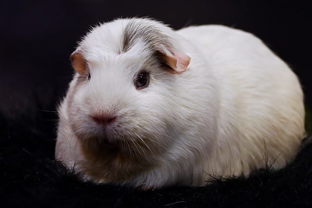 white-guinea-pig-names