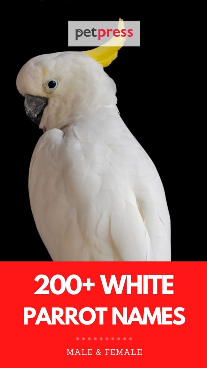 white parrot names