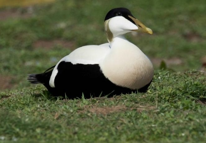 1. Eider Duck