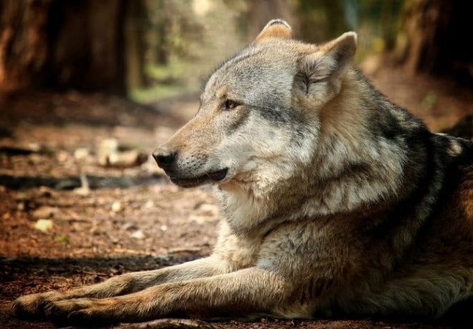 1. Wolf-Dog Hybrids