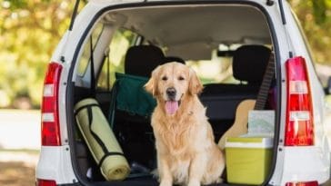 10 Best Dog Travel Hacks - How to Make Traveling with Your Dog Easier