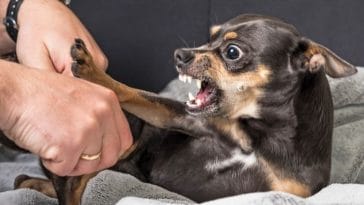 10 Meanest Dog Breeds - The 10 Most Aggressive Dogs and Why