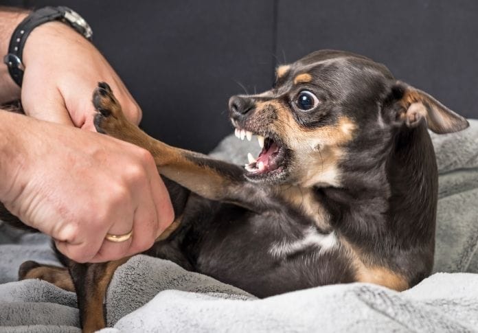 what are the most aggressive dogs