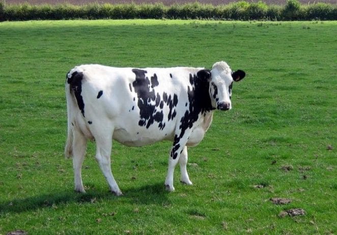 10. Holstein Friesian Cattle