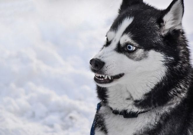 10. Siberian Husky