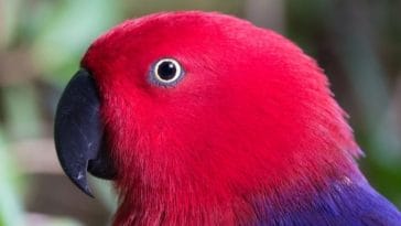 100+ Female Parrot Names - The Best Names for Your Girl Bird
