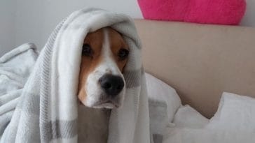 100+ Star Wars Dog Names - Dog Names Inspired by Star Wars