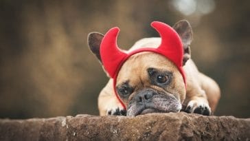 100+ Tough Demon Dog Names for Your Fierce Pup!