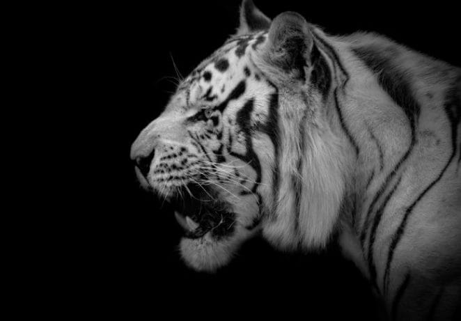 11. White Tiger