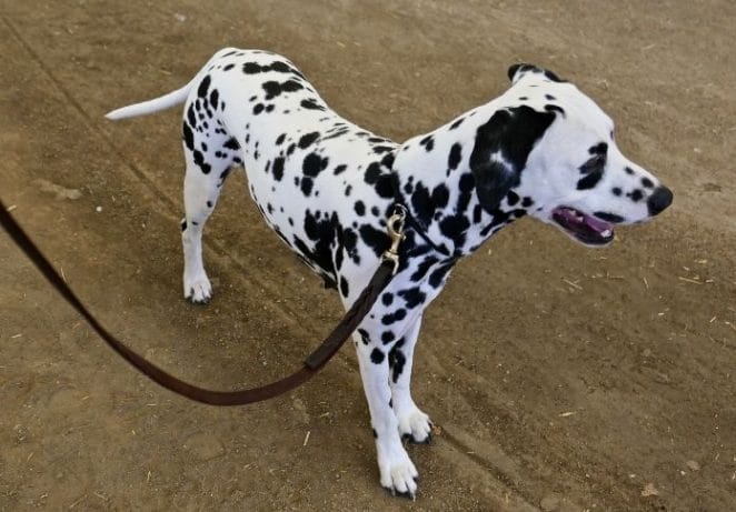 12. Dalmation Dog