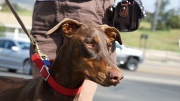 120+ Best Red Doberman Dog Names For These Rare Dogs