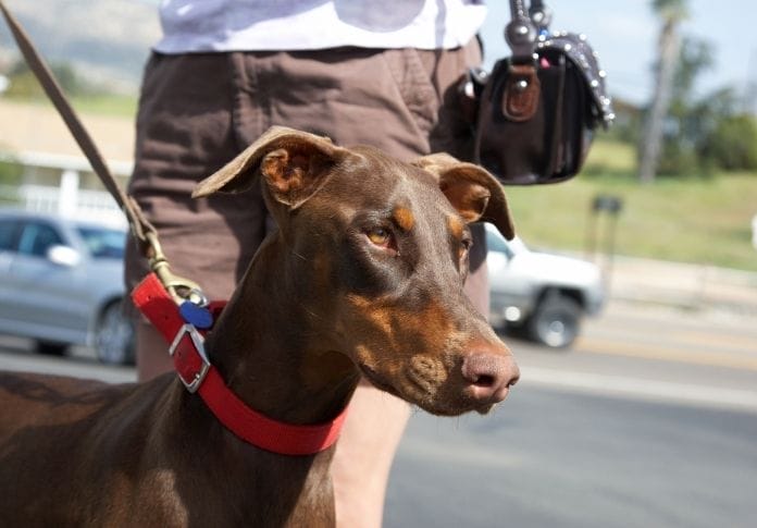 120+ Best Red Doberman Dog Names For These Rare Dogs