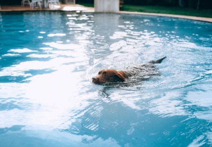 120+ Best Water Dog Names - Water-Themed Names for Dogs