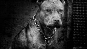 120+ Gangster Pitbull Names - The Best Names for Your Tough Pitbull