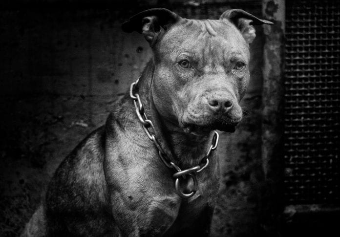 120+ Gangster Pitbull Names - The Best Names for Your Tough Pitbull