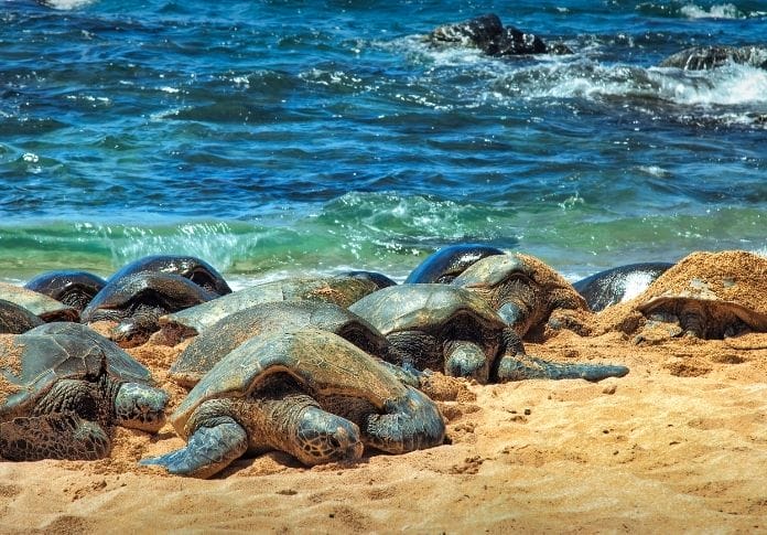 120+ Hawaiian Turtle Names - Names with Meanings For A Pet Turtle