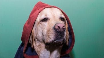 120+ Hood Dog Names for Tough Dogs - Names Inspired by the Hood