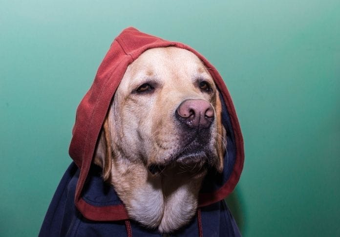 120+ Hood Dog Names for Tough Dogs - Names Inspired by the Hood