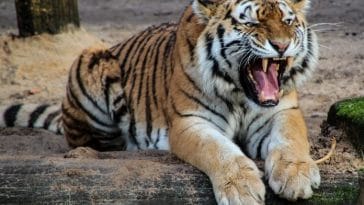 120+ Japanese Tiger Names - Japanese Names for a Tiger (with Meanings)