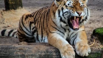 120+ Japanese Tiger Names - Japanese Names for a Tiger (with Meanings)
