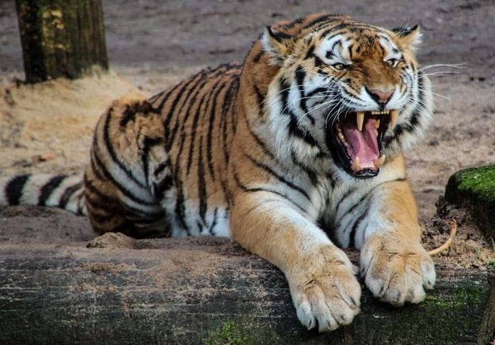 120+ Japanese Tiger Names - Japanese Names for a Tiger (with Meanings)