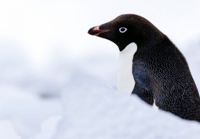 13. Adélie Penguin