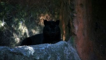 150+ Black Tiger Names - Best Names for a Black Tiger