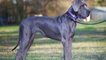 150+ Grey Dog Names - The Best Options for Your New Grey Pooch