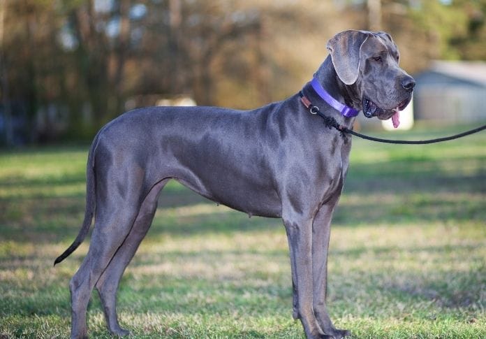 150+ Grey Dog Names - The Best Options for Your New Grey Pooch
