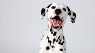 16 of the Best Black and White Animals in the World