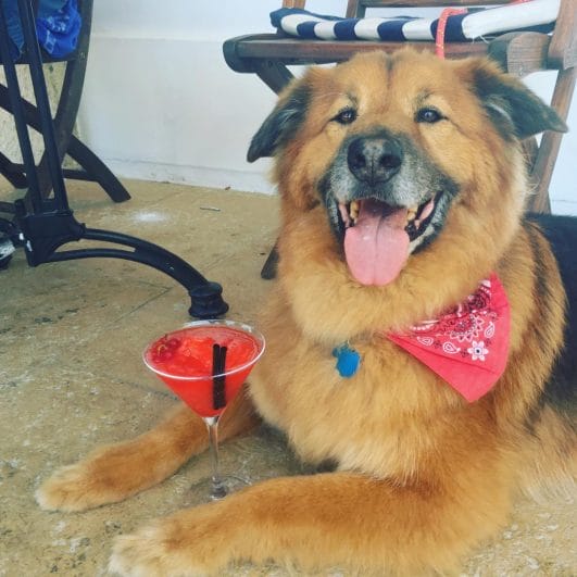 17 Celebrity Pets Who Travel in Style: Private Jets, Yachts, and More