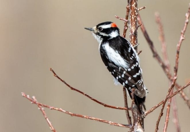 2. Downy Woodpecker