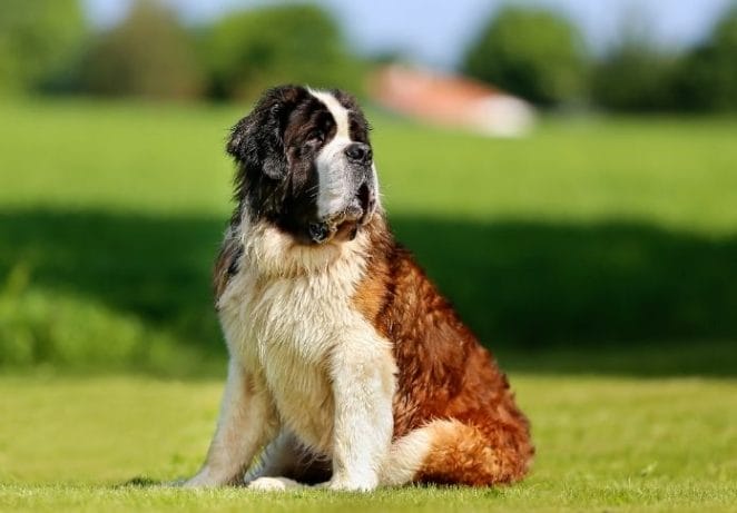 2. Saint Bernard