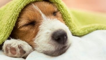 20 Simple Life Hacks Every Dog Owner Needs to Know