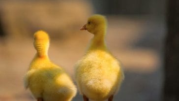 200+ Most Famous Duck Names To Choose From