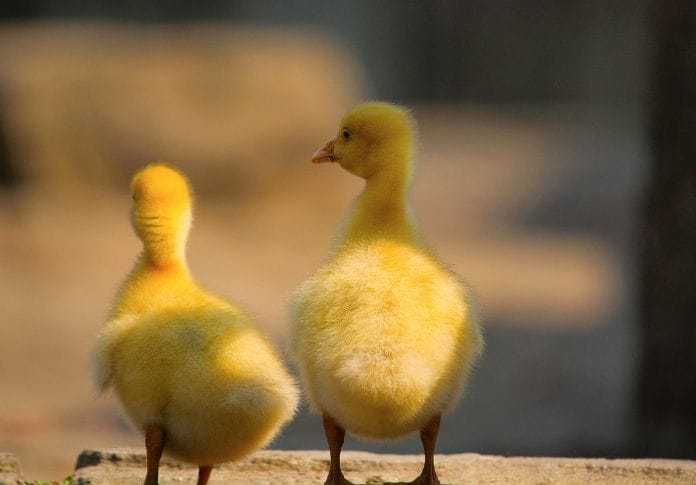 200+ Most Famous Duck Names To Choose From