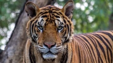 220+ Bengal Tiger Names - Names For A Bengal Tiger