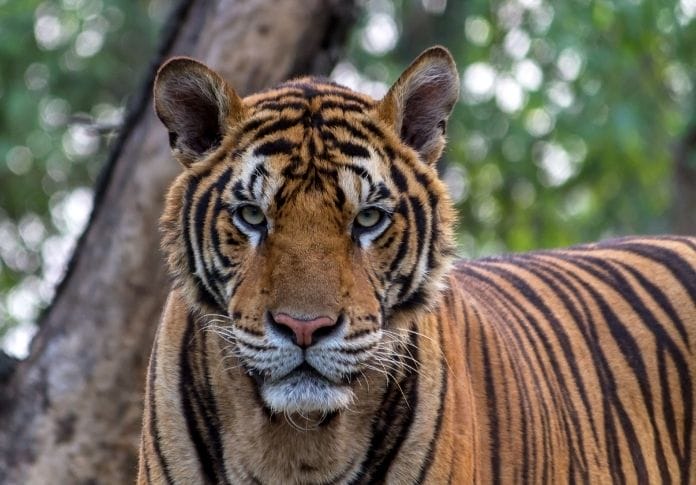 220+ Bengal Tiger Names - Names For A Bengal Tiger