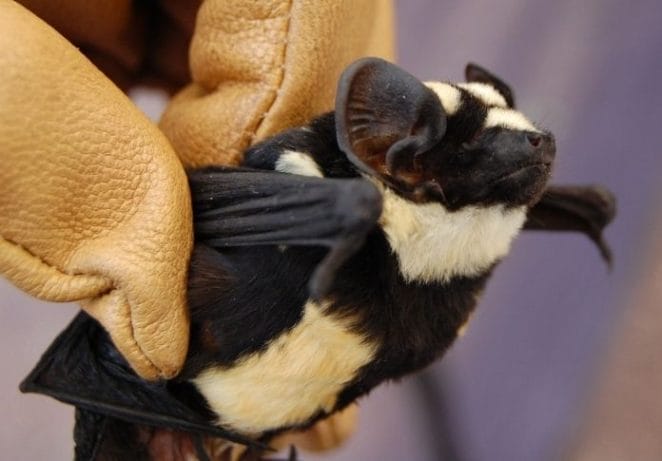 3. Pied Bat