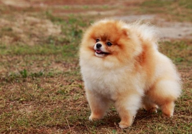 3. Pomeranian