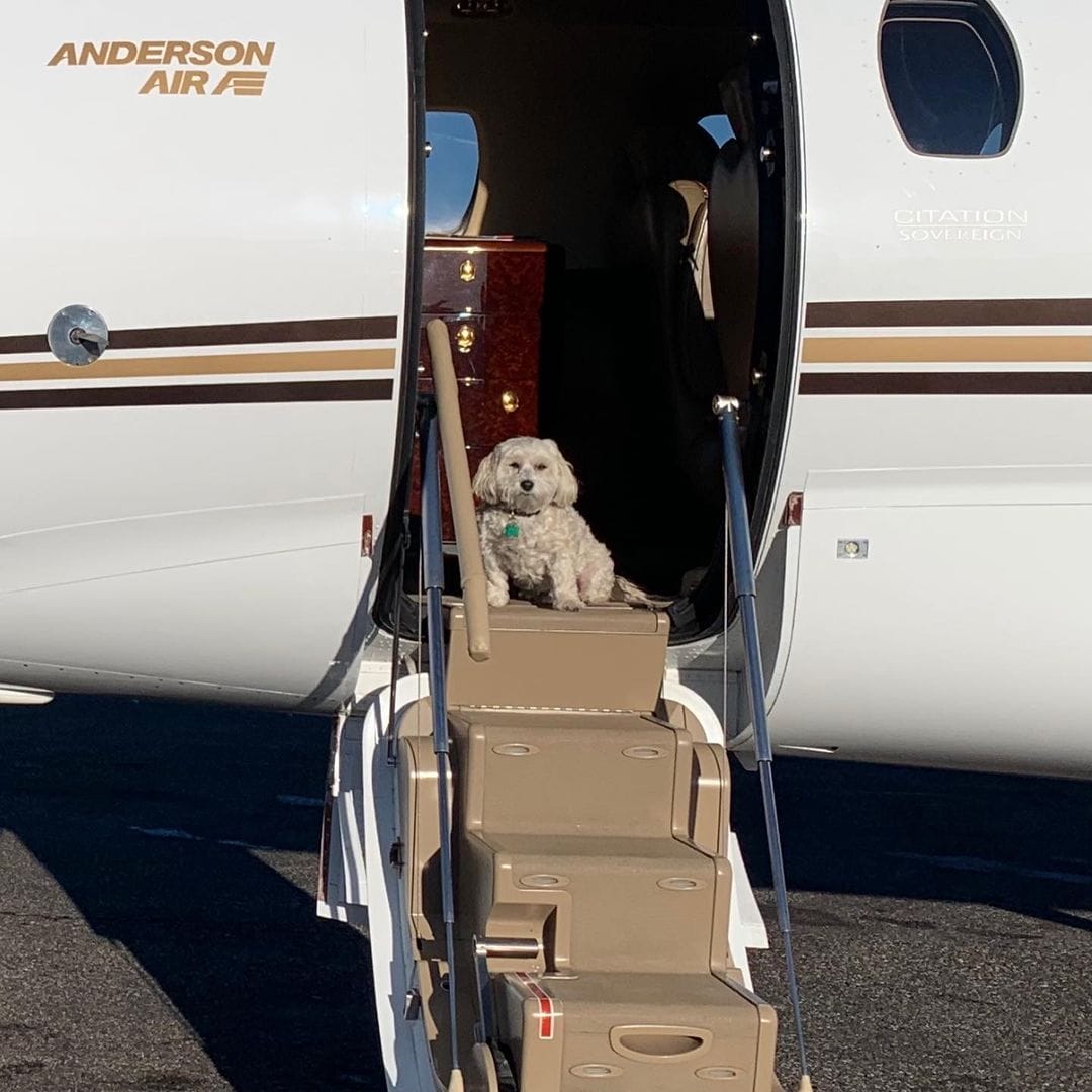 17 Celebrity Pets Who Travel in Style Private Jets, Yachts, and More