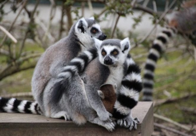 4. Ring-Tailed Lemur
